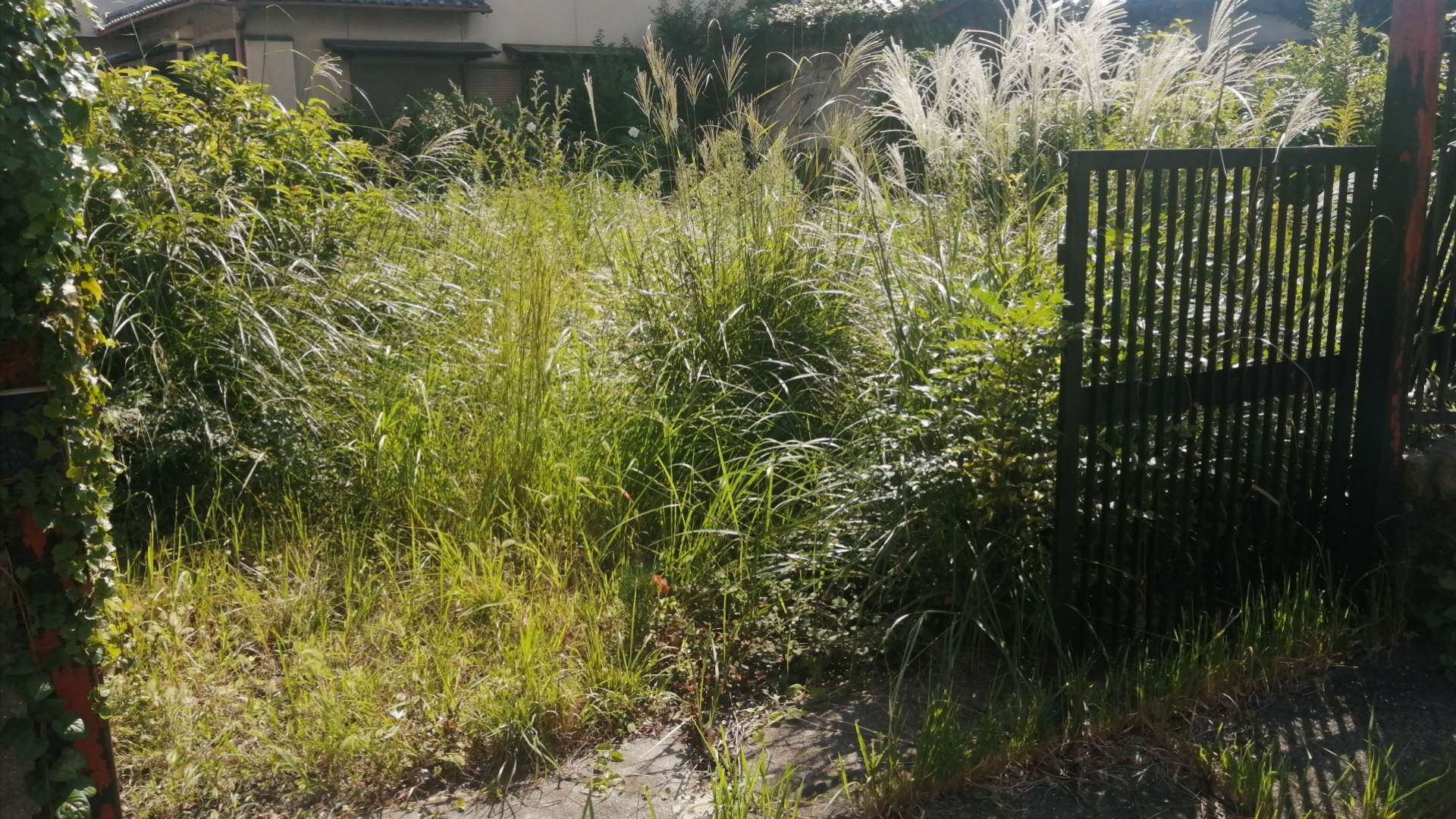 みんなの植木屋さん、放置リスク、雑草、荒れた庭、千葉
